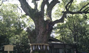 IMAG0018 大楠